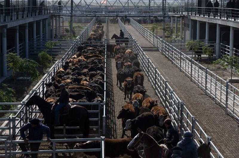 На Mercado Agroganadero de Cañuelas "бычий" тон укрепился, так как бычки являются наиболее предпочтительными.