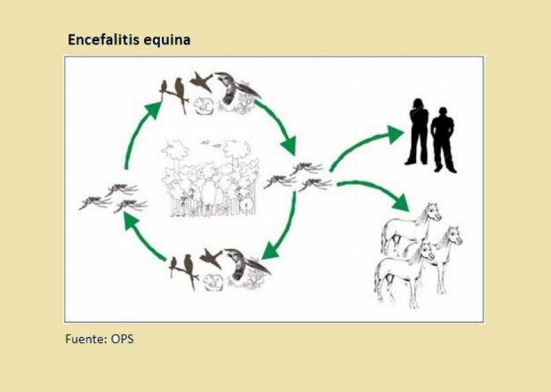 Энцефалит лошадей: каков риск передачи инфекции человеку?