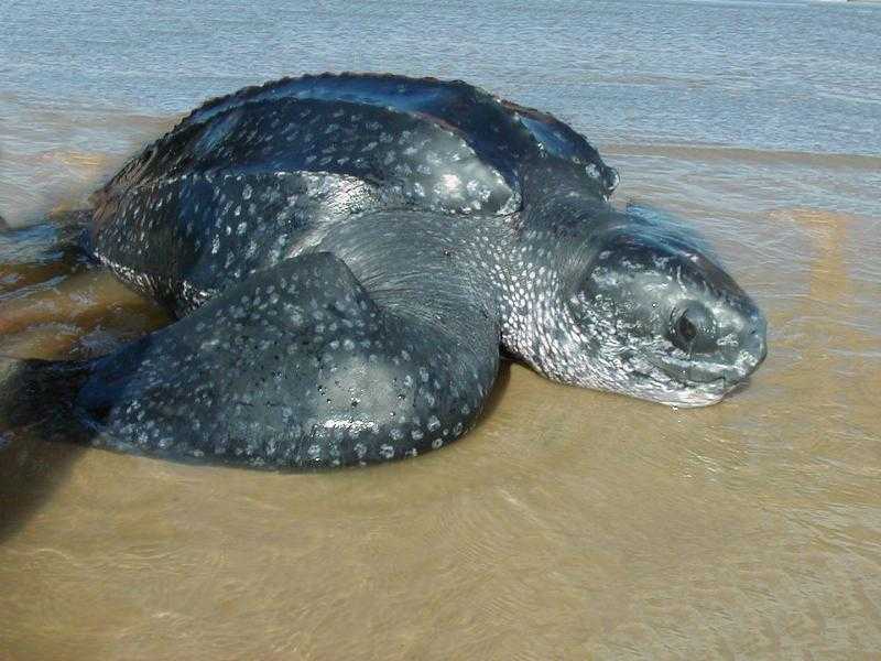 Крупнейший в мире вид морских черепах, находящийся под угрозой исчезновения, обнаружен в Уругвае