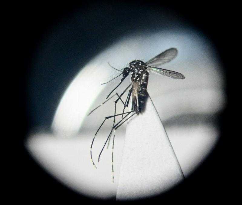 Денге в Уругвае: при какой температуре погибает комар Aedes Aegypti и каково влияние первого холода?