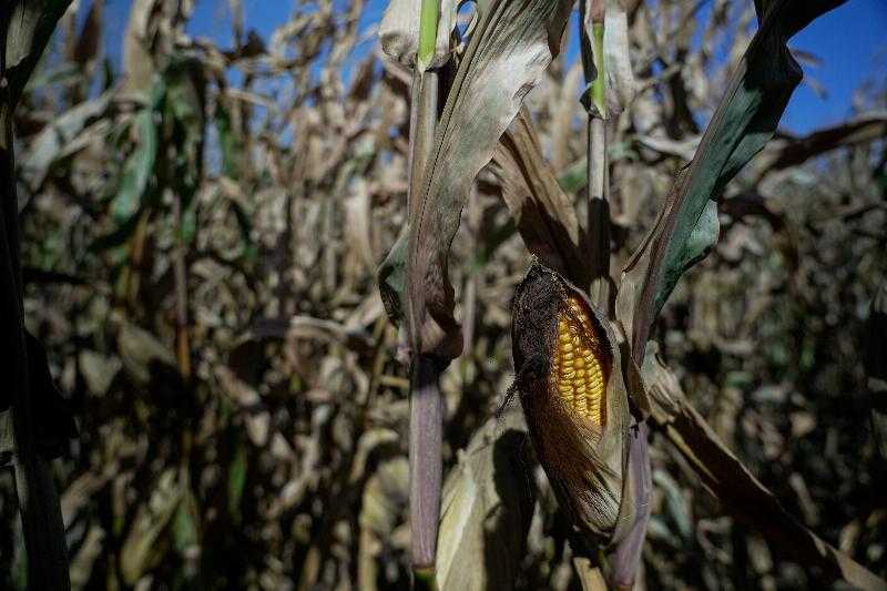 США удвоили защиту ГМ-кукурузы: «Доказательства Мексики в пользу запрета ГМ-кукурузы не имеют отношения к делу».