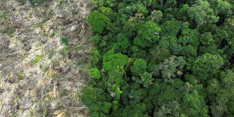 Обезлесение в Амазонии сокращается на 21,8 процента, а в Пантанале - на 9,2 процента.