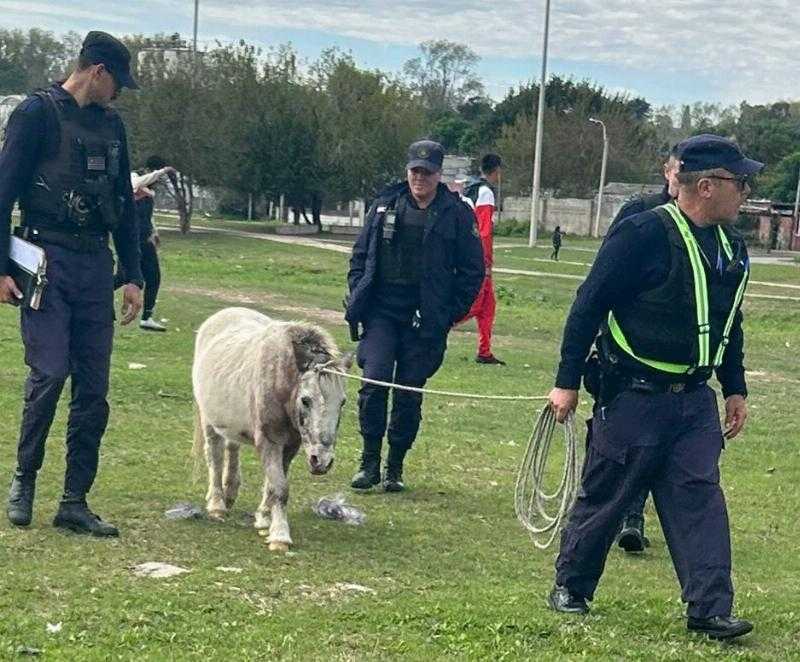 Счастливый конец похищения пони бывшей Мисс Уругвай: полиция спасла его целым и невредимым