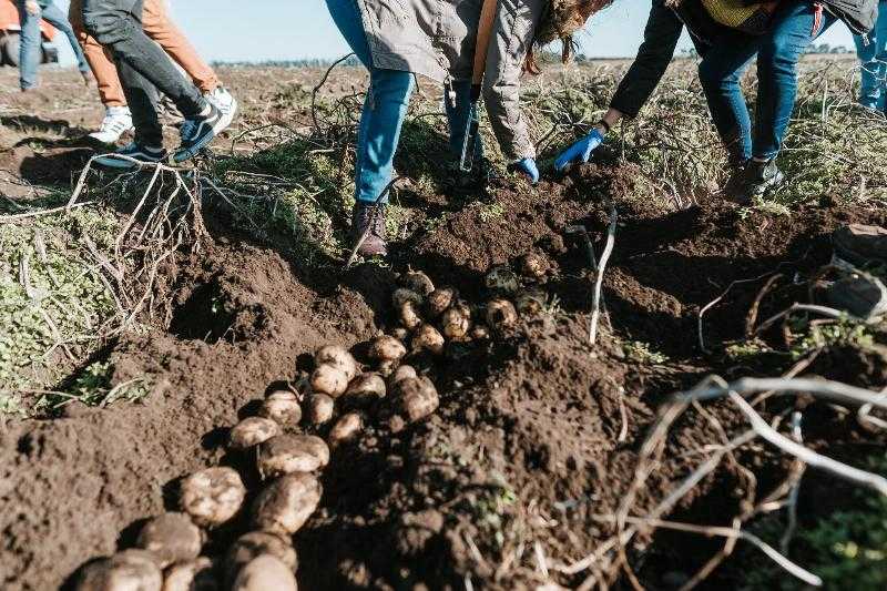 «Нелегко поднимать доллары»: один из самых популярных в мире продуктов питания переживает в стране не лучшие времена.