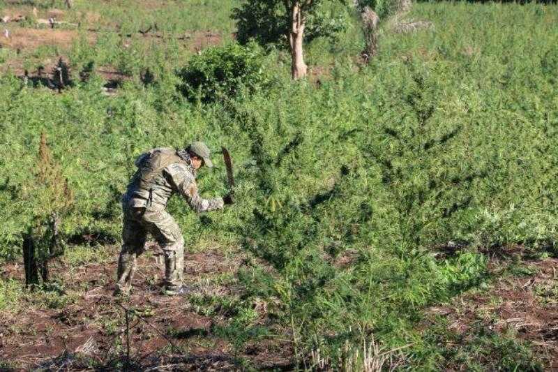 Новый альянс 45: 154 гектара марихуаны на границе между Парагваем и Бразилией