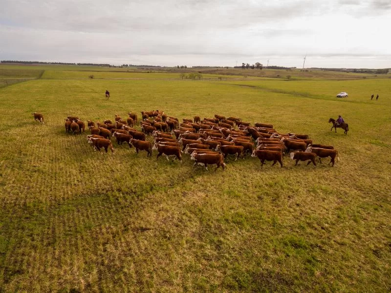 Компания Livestock Republic в Кельне обвиняется в мошенничестве, присвоении и подделке документов