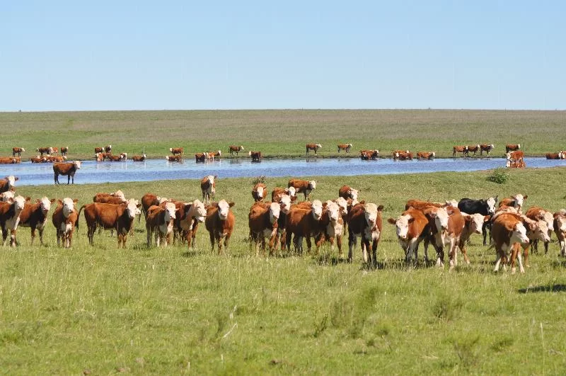 Бухгалтер Livestock Connection рассказал, сколько денег компания задолжала, и заявил, что они занимаются «схемой Понци».