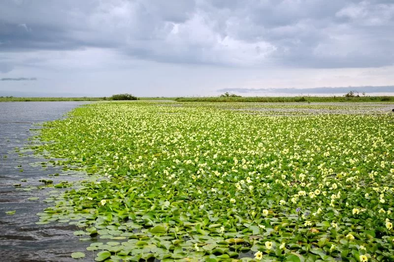 Почему День водно-болотных угодий отмечается сегодня во всем мире