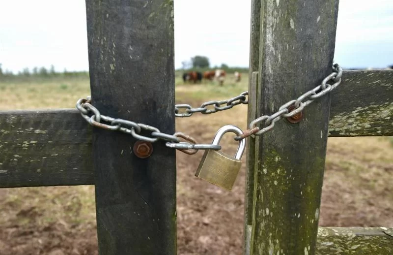 Livestock Connection в суде: другие иски, которые компания имела до вспышки конфликта за невыплату зарплаты