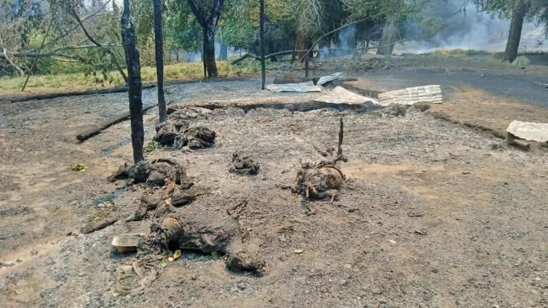 «Пустынно и катастрофично": беспокойство в сельской местности из-за пожаров в Эль-Больсоне