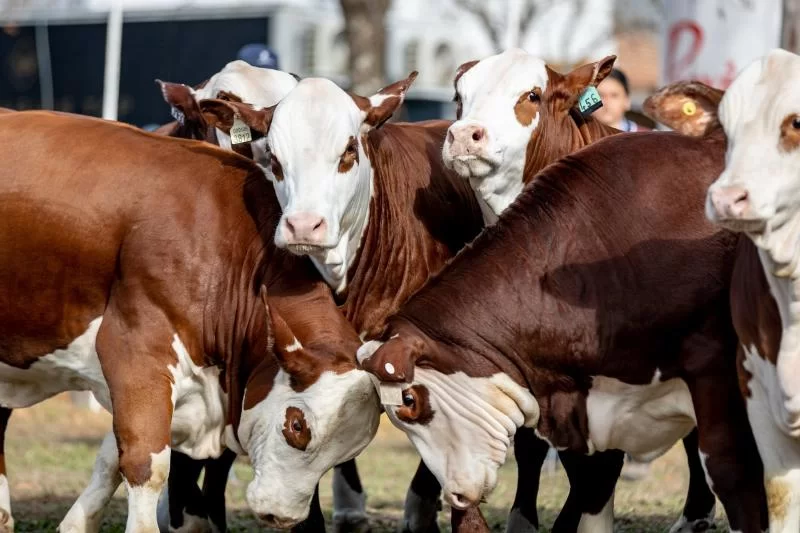 Expoagro: животноводческий сектор примет участие в крупных мероприятиях