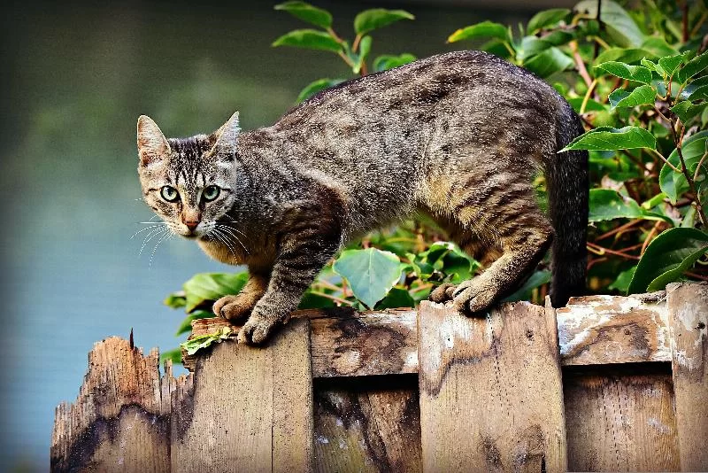 Чего боятся кошки? От изменений в окружающей среде до детей