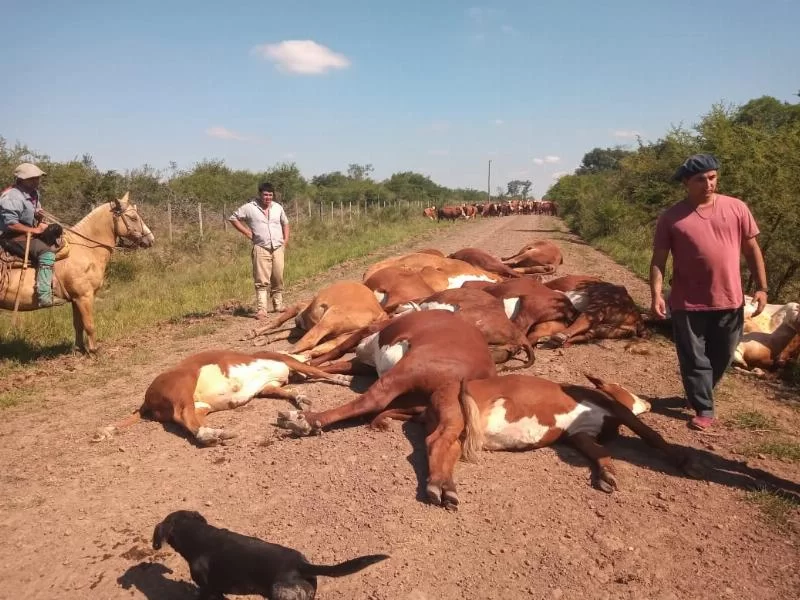 «Большой испуг": упал фонарный столб, убив током 16 коров, четыре человека чудом спаслись от смерти