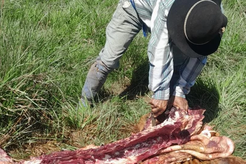 Бедствие: в одном из регионов зафиксирован экспоненциальный рост краж мяса, и производители начинают проявлять бдительность